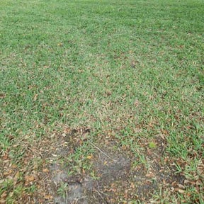 Leaf Removal by Rosetta LLC reviewed on May 28, 2026