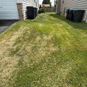 Bush Trimming by Morene &amp; Rena reviewed on June 22, 2026