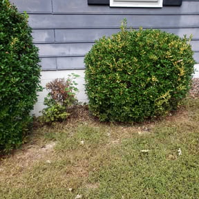 Bush Trimming by Cuñados Landscaping reviewed on July 25, 2025