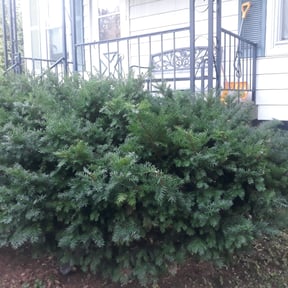 Bush Trimming by Hargett lawn services reviewed on August 18, 2025