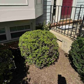 Bush Trimming by Justin&#039;s lawn service reviewed on October 20, 2025