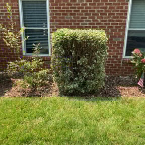 Bush Trimming by Tegridy Mushrooms LLC reviewed on November 18, 2025