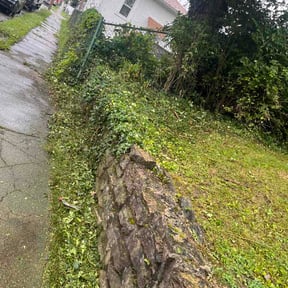 Bush Trimming by EDDY'S TREE SERVICES LLC -LAWN CARE reviewed on May 25, 2026