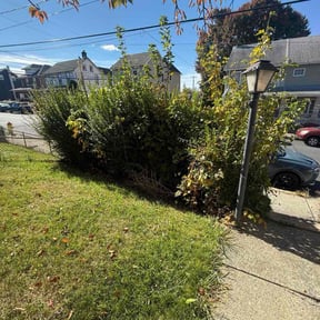 Bush Trimming by Earthly Services reviewed on November 21, 2025