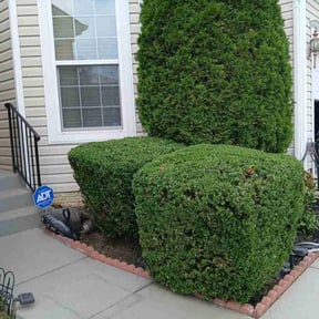 Bush Trimming by Joshua&#039;s landscaping reviewed on October 24, 2025