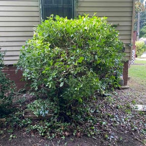 Bush Trimming by T and K Lawn Care reviewed on July 12, 2026