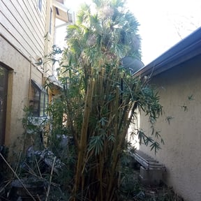 Bush Trimming by Whites property maintenance reviewed on August 14, 2025
