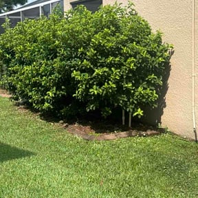Bush Trimming by Wayne landscaping.co reviewed on July 6, 2026