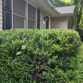 Bush Trimming by Leisure lawns reviewed on August 16, 2025