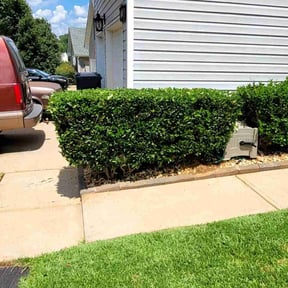 Bush Trimming by S&M lawn care and landscaping reviewed on August 17, 2025