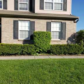 Bush Trimming by Carter&Sons reviewed on August 15, 2025