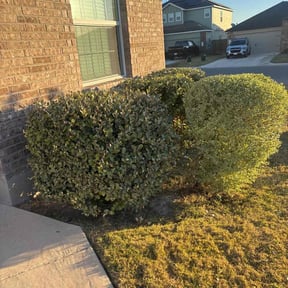 Bush Trimming by Greene Family Lawncare reviewed on November 10, 2025