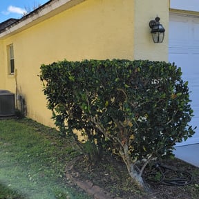 Bush Trimming by LT Landscaping reviewed on August 17, 2025