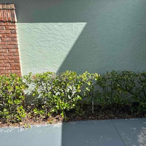 Bush Trimming by Future landscape design reviewed on September 3, 2026