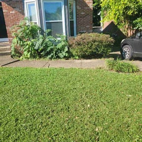 Bush Trimming by Big Phan LLC reviewed on June 25, 2026