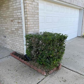 Bush Trimming by Cream of the Cut Lawn Care reviewed on August 15, 2025