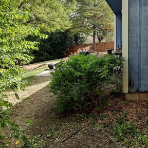 Bush Trimming by First Choice Property Solutions reviewed on August 17, 2025