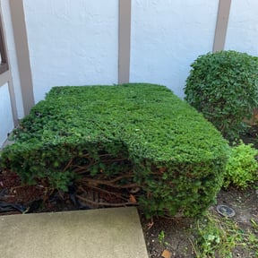Bush Trimming by Weston Ward reviewed on August 14, 2025