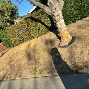 Bush Trimming by Smith family lawn service reviewed on July 22, 2022