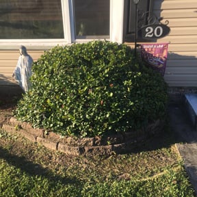 Bush Trimming by HTx Landscaping Services reviewed on August 21, 2025