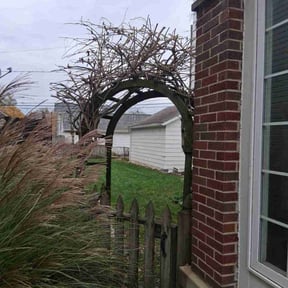 Bush Trimming by Meridian Management Group LLC reviewed on December 2, 2025