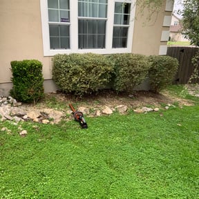 Bush Trimming by Special Touch Landscaping reviewed on November 9, 2017