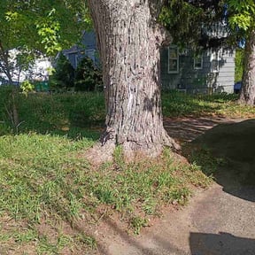 Leaf Removal by Central Valley landscaping reviewed on May 20, 2026