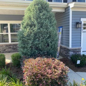 Bush Trimming by Strong Tower reviewed on August 16, 2025