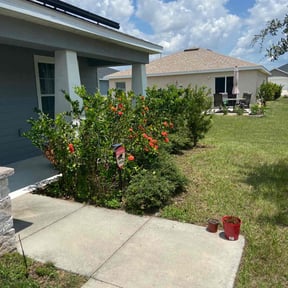 Bush Trimming by Big Chief Lawn Care reviewed on November 23, 2025