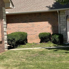 Bush Trimming by Joe's Tree & Lawn Services reviewed on August 16, 2025