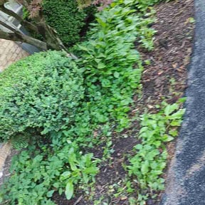 Flower Bed Weeding by DLS Lawn Service reviewed on May 6, 2026