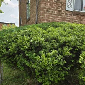 Bush Trimming by Fiechtner landscaping reviewed on August 15, 2025
