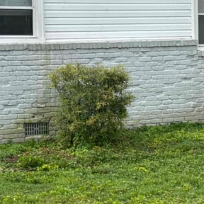 Bush Trimming by Gregory's lawn &amp; landscape reviewed on November 24, 2025