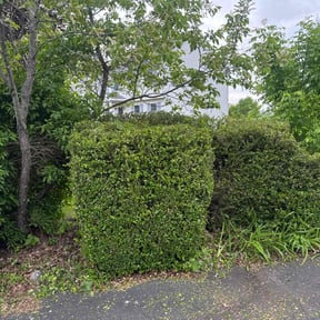 Bush Trimming by TS LAWN CARE LLC reviewed on December 10, 2025