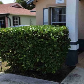 Bush Trimming by Mac's Property Detail reviewed on August 16, 2025