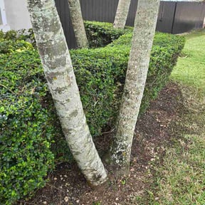 Bush Trimming by Golden Zone Landscaping reviewed on March 3, 2026