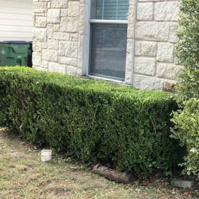 Bush Trimming by AP Landscapers reviewed on October 14, 2023