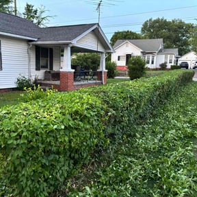 Bush Trimming by Primary Landscaping reviewed on August 19, 2025