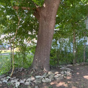 Bush Trimming by MIP reviewed on September 30, 2025