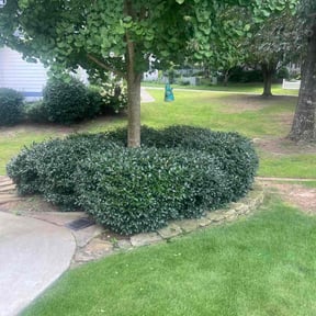 Bush Trimming by Killian Landscaping, LLC. reviewed on August 14, 2025