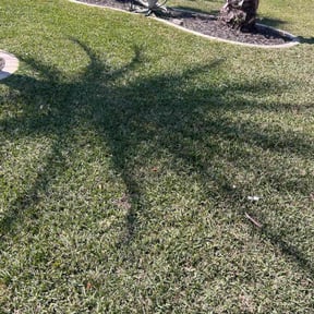 yard maintenance by Dario’s Landscaping reviewed on August 19, 2025