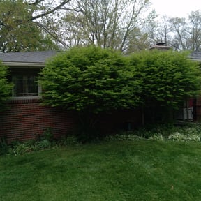Bush Trimming by Howze_Landscaping reviewed on August 17, 2025