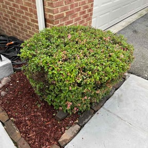 Bush Trimming by Islandbreezelawns reviewed on August 15, 2025