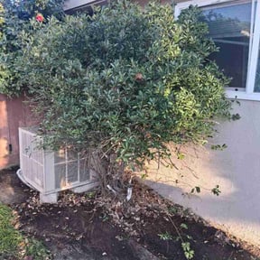 Bush Trimming by All-weather Landscaping reviewed on January 20, 2026