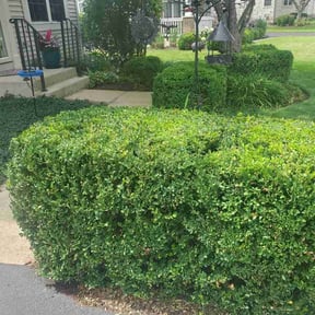 Bush Trimming by Father and Sons Lawn and pressure washing reviewed on July 13, 2026