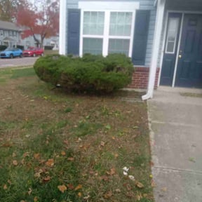 Bush Trimming by AR Fresh Cuts Llc reviewed on November 24, 2025