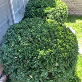 Bush Trimming by Superior lawn improvements reviewed on August 19, 2025