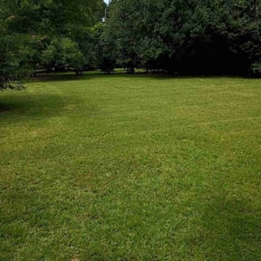 lawn service by Affordable lawn and trim reviewed on August 19, 2025