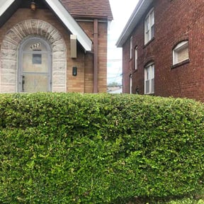 Bush Trimming by USA Lawn Pros reviewed on April 16, 2026