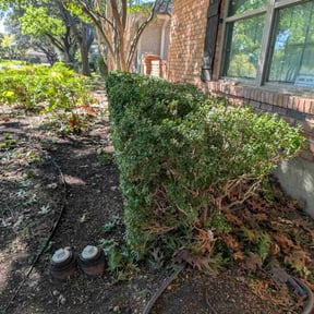 Bush Trimming by Pine Construction L.L.C. reviewed on October 20, 2025